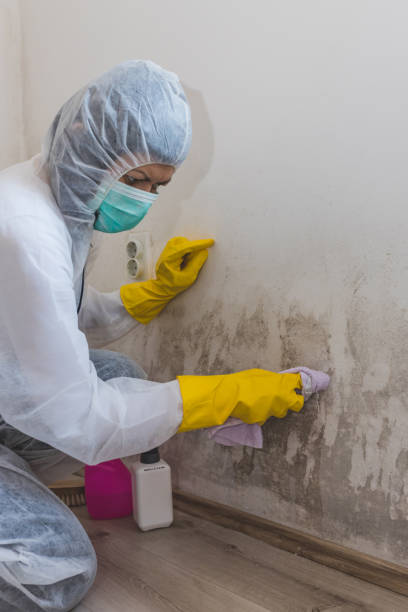 Best Asbestos and Lead Testing During Mold Inspection  in Camden, SC