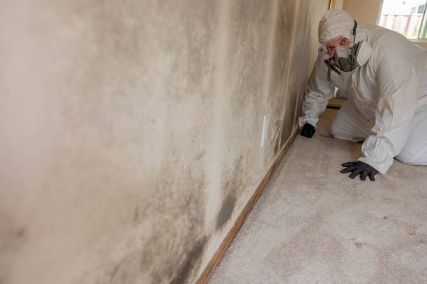 Best Industrial Mold Remediation  in Camden, SC